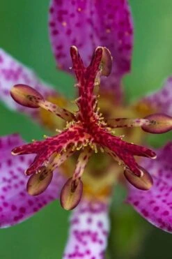 Samurai Toad Lily (Tricyrtis Formosana) - 5 Pack Of Quart Pots -Plant Lover House Shop tricyrtis formosana samurai toad lily 6