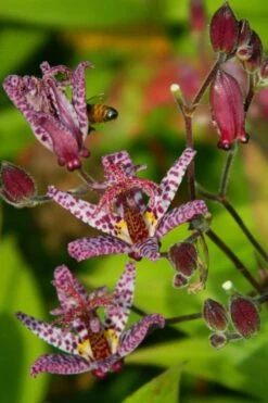 Samurai Toad Lily (Tricyrtis Formosana) - 1 Gallon Pot -Plant Lover House Shop tricyrtis formosana samurai toad lily 7 1