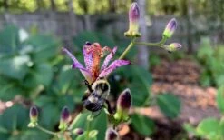 Samurai Toad Lily (Tricyrtis Formosana) - 5 Pack Of Quart Pots -Plant Lover House Shop tricyrtis formosana samurai toad lily 8