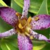 Sunny Spirit Toad Lily (Tricyrtis Formosana) - 1 Gallon Pot 1 Sunny Spirit Toad Lily (Tricyrtis Formosana) - 1 Gallon Pot -Plant Lover House Shop tricyrtis formosana sunny spirit toad lily 1
