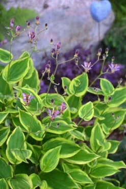 Sunny Spirit Toad Lily (Tricyrtis Formosana) - 1 Gallon Pot -Plant Lover House Shop tricyrtis formosana sunny spirit toad lily 3