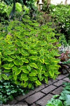 Sunny Spirit Toad Lily (Tricyrtis Formosana) - 1 Gallon Pot -Plant Lover House Shop tricyrtis formosana sunny spirit toad lily 4