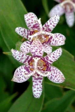 Miyazaki Toad Lily (Tricyrtus Hirta) - 1 Gallon Pot -Plant Lover House Shop tricyrtis hirta miyazaki toad lily 2
