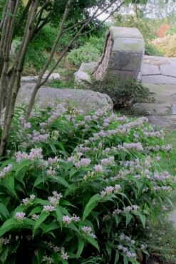 Miyazaki Toad Lily (Tricyrtus Hirta) - 1 Gallon Pot -Plant Lover House Shop tricyrtis hirta miyazaki toad lily 3
