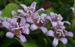Miyazaki Toad Lily (Tricyrtus Hirta) - 1 Gallon Pot -Plant Lover House Shop tricyrtis hirta miyazaki toad lily 5