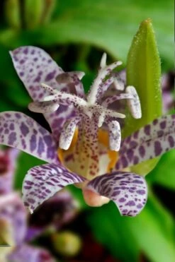 Miyazaki Toad Lily (Tricyrtus Hirta) - 1 Gallon Pot -Plant Lover House Shop tricyrtis hirta miyazaki toad lily 7