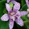 Miyazaki Toad Lily (Tricyrtus Hirta) - 1 Gallon Pot -Plant Lover House Shop tricyrtis hirta miyazaki toad lily 8