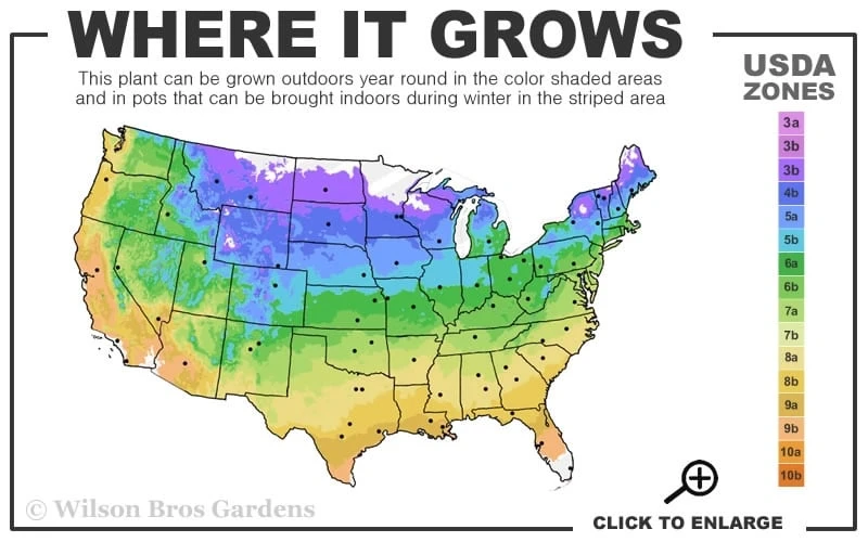 Bumbleberry Pie Dianthus (Carnations) - 1 Gallon Pot 5 Bumbleberry Pie Dianthus (Carnations) - 1 Gallon Pot - Image 3