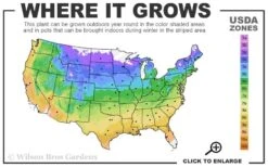 Fancy Finch Ajuga (Bugleweed) - 5 Pack Of Quart Pots -Plant Lover House Shop usda zone map 6