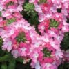EnduraScape Pink Fizz Verbena - 5 Pack Of Pint Pots -Plant Lover House Shop verbena endurascape pink fizz 1 1