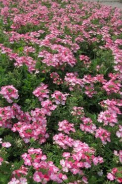 EnduraScape Pink Fizz Verbena - 10 Pack Of Pint Pots -Plant Lover House Shop verbena endurascape pink fizz 2