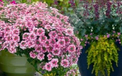EnduraScape Pink Fizz Verbena - 5 Pack Of Pint Pots -Plant Lover House Shop verbena endurascape pink fizz 3 1