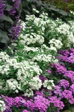 EnduraScape White Verbena - 5 Pack Of Pint Pots -Plant Lover House Shop verbena endurascape white 1