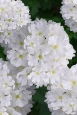 EnduraScape White Verbena - 5 Pack Of Pint Pots -Plant Lover House Shop verbena endurascape white 2