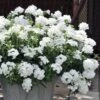 EnduraScape White Verbena - 5 Pack Of Pint Pots -Plant Lover House Shop verbena endurascape white 4