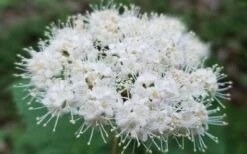 Maple Leaf Viburnum - 3 Gallon Pot -Plant Lover House Shop viburnum acerifolium maple leaf 15 2