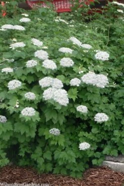Maple Leaf Viburnum - 1 Gallon Pot -Plant Lover House Shop viburnum acerifolium maple leaf 16 1