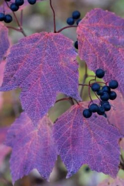 Maple Leaf Viburnum - 1 Gallon Pot -Plant Lover House Shop viburnum acerifolium maple leaf 3 1