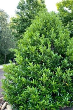 Mirror Leaf Sweet Viburnum - 3 Gallon Pot 10 Mirror Leaf Sweet Viburnum - 3 Gallon Pot -Plant Lover House Shop viburnum awabuki chindo 3 1