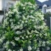 Mirror Leaf Sweet Viburnum - 7 Gallon Pot (3-4') 2 Mirror Leaf Sweet Viburnum - 7 Gallon Pot (3-4') -Plant Lover House Shop viburnum awabuki chindo 30
