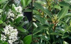 Mirror Leaf Sweet Viburnum - 1 Gallon Pot -Plant Lover House Shop viburnum awabuki chindo 4 2