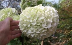 Chinese Snowball Viburnum Bush - 7 Gallon Pot (2-3') -Plant Lover House Shop viburnum chinese snowball bloom white 1