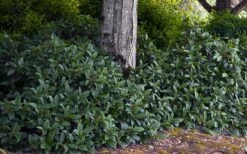 David Viburnum - 3 Gallon Pot -Plant Lover House Shop viburnum davidii 12