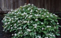 David Viburnum - 3 Gallon Pot -Plant Lover House Shop viburnum davidii 14