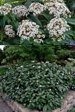 David Viburnum - 3 Gallon Pot -Plant Lover House Shop viburnum davidii 15