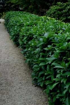 David Viburnum - 3 Gallon Pot -Plant Lover House Shop viburnum davidii 17