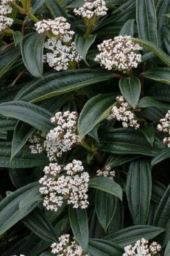David Viburnum - 3 Gallon Pot -Plant Lover House Shop viburnum davidii 3