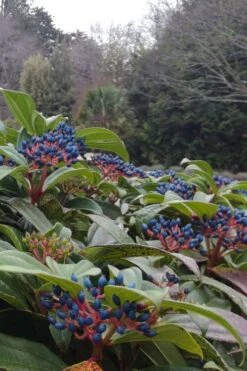 David Viburnum - 3 Gallon Pot -Plant Lover House Shop viburnum davidii 6