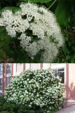 Arrowwood Viburnum - 3 Gallon Pot 13 Arrowwood Viburnum - 3 Gallon Pot -Plant Lover House Shop viburnum dentatum arrowwood 3