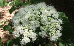 Arrowwood Viburnum - 3 Gallon Pot 14 Arrowwood Viburnum - 3 Gallon Pot -Plant Lover House Shop viburnum dentatum arrowwood 5