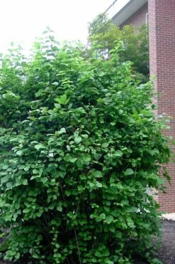 Arrowwood Viburnum - 3 Gallon Pot 15 Arrowwood Viburnum - 3 Gallon Pot -Plant Lover House Shop viburnum dentatum arrowwood 7