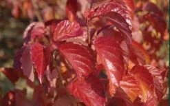 Arrowwood Viburnum - 3 Gallon Pot 16 Arrowwood Viburnum - 3 Gallon Pot -Plant Lover House Shop viburnum dentatum arrowwood 9