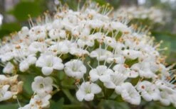 Mohican Arrowwood Viburnum - 6 Gallon Pot (4-5') -Plant Lover House Shop viburnum lantana mohican 1