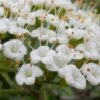 Mohican Arrowwood Viburnum - 6 Gallon Pot (4-5')