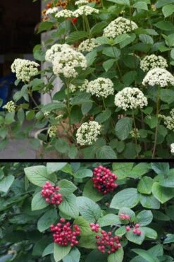 Mohican Arrowwood Viburnum - 6 Gallon Pot (4-5') -Plant Lover House Shop viburnum lantana mohican 4