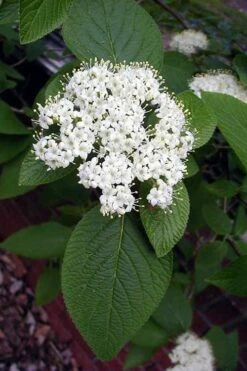 Mohican Arrowwood Viburnum - 6 Gallon Pot (4-5') -Plant Lover House Shop viburnum lantana mohican 5