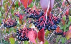 Nannyberry Viburnum - 3 Gallon Pot -Plant Lover House Shop viburnum lentago nannyberry 2