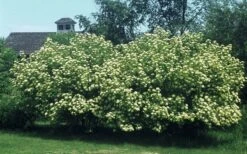 Nannyberry Viburnum - 3 Gallon Pot -Plant Lover House Shop viburnum lentago nannyberry 4