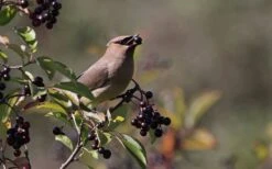 Nannyberry Viburnum - 3 Pack Of 1.5 Quart Pots -Plant Lover House Shop viburnum lentago nannyberry 5 1
