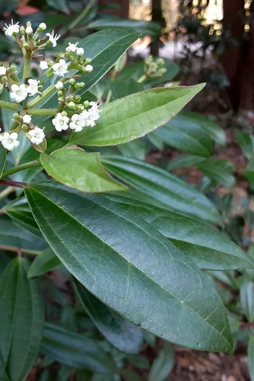 Moonlit Lace Viburnum - 1 Gallon Pot 2 Moonlit Lace Viburnum - 1 Gallon Pot
