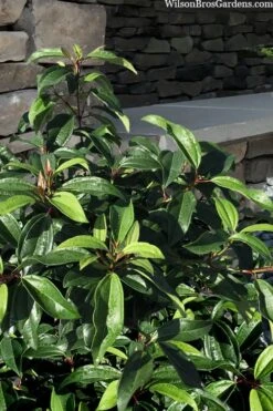 Moonlit Lace Viburnum - 1 Gallon Pot 11 Moonlit Lace Viburnum - 1 Gallon Pot -Plant Lover House Shop viburnum moonlit lace 8 3