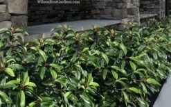 Moonlit Lace Viburnum - 6 Pack Of 1 Gallon Pots -Plant Lover House Shop viburnum moonlit lace 9