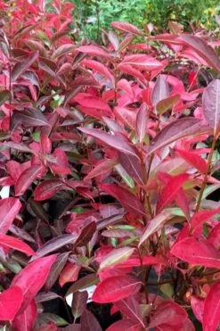 Winterthur Viburnum - 3 Gallon Pot -Plant Lover House Shop viburnum nudum winterthur 100 1