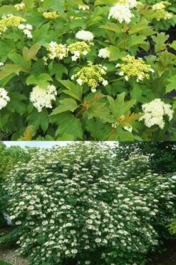 Dwarf European Cranberry Bush - 5 Gallon Pot 19 Dwarf European Cranberry Bush - 5 Gallon Pot -Plant Lover House Shop viburnum opulus compactum dwarf european cranberry bush 10 1