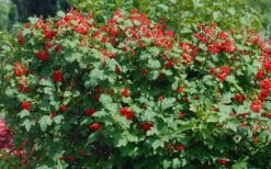 Dwarf European Cranberry Bush - 1 Gallon Pot 16 Dwarf European Cranberry Bush - 1 Gallon Pot -Plant Lover House Shop viburnum opulus compactum dwarf european cranberry bush 2