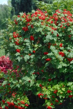 Dwarf European Cranberry Bush - 5 Gallon Pot 14 Dwarf European Cranberry Bush - 5 Gallon Pot -Plant Lover House Shop viburnum opulus compactum dwarf european cranberry bush 3 1